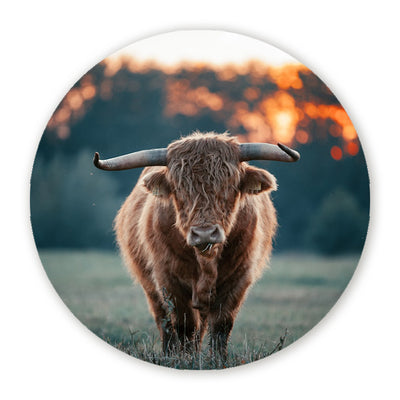 Muurcirkels Schotse Hooglanders