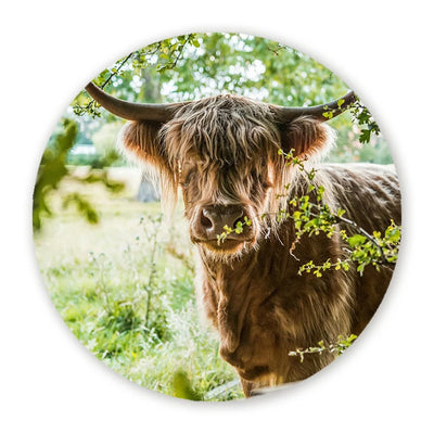 Muurcirkels Schotse Hooglanders