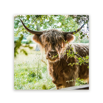 Schotse Hooglander Schilderijen